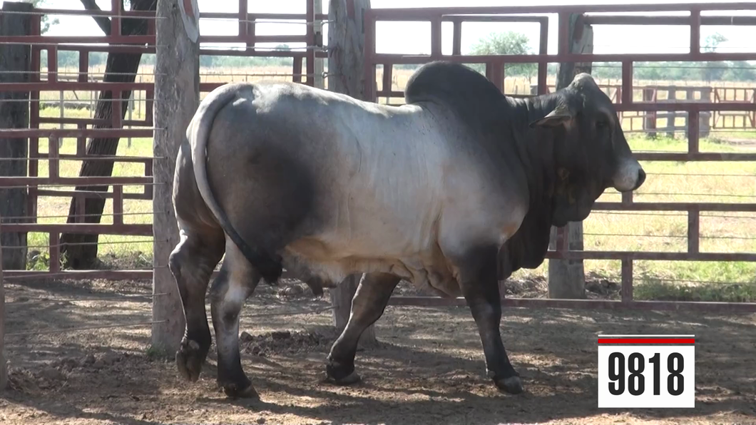 Lote Brahman