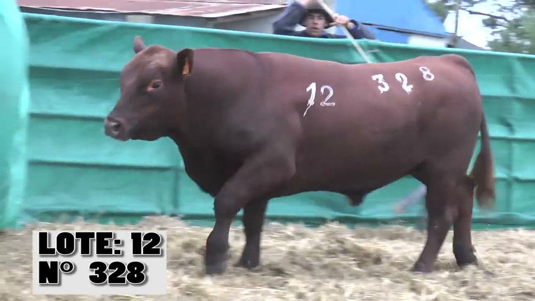 Lote 4 Toros a remate en La Empastada, Durazno