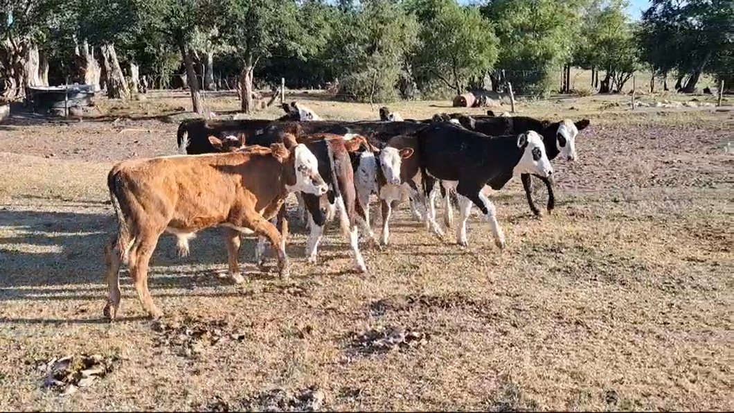 Lote TERNEROS/AS
