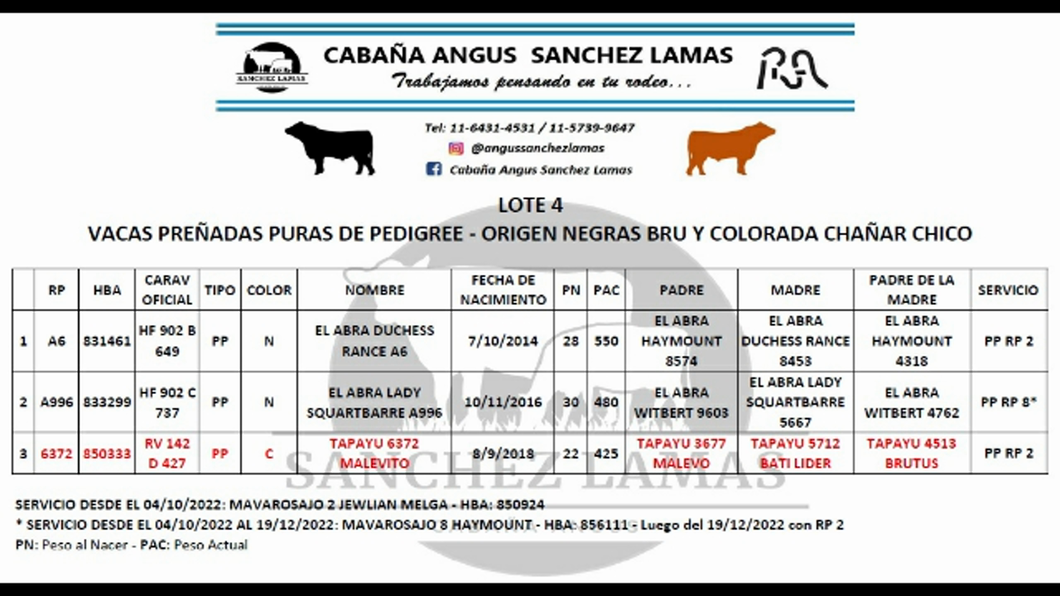 Lote Vacas Preñadas PP  - SANCHEZ LAMAS