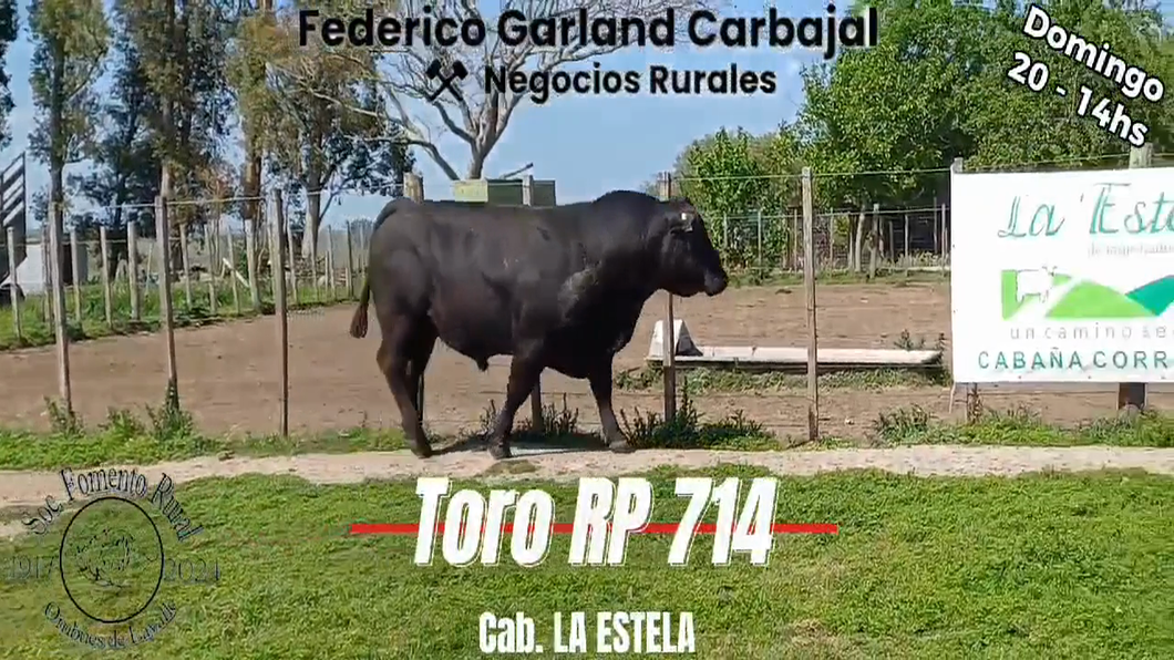 Lote TORO PI ANGUS a remate en Expo Ombues en OMBUES DE LAVALLE