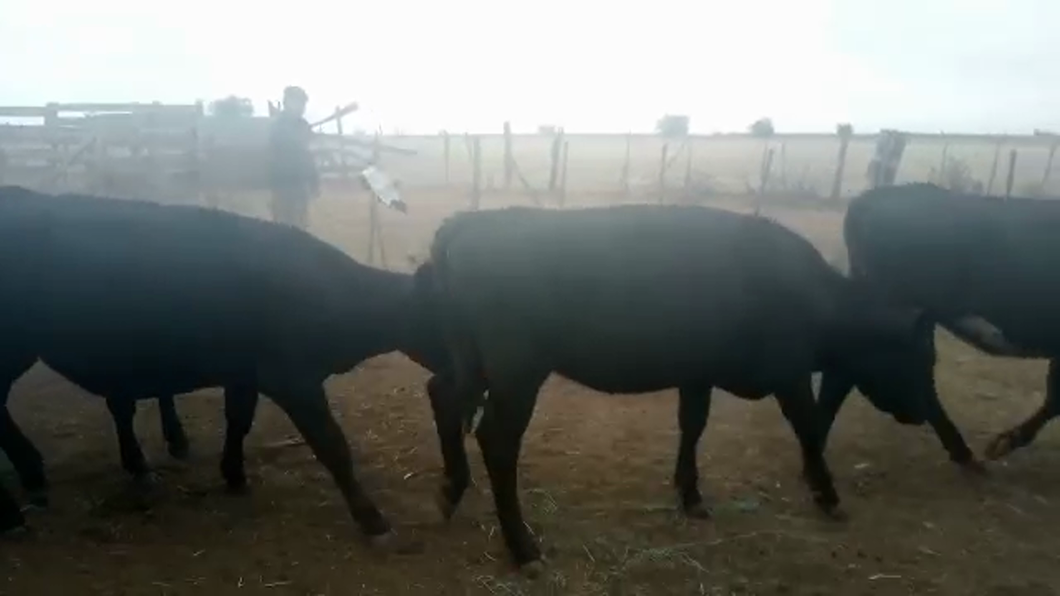 Lote (Vendido)36 Vaquillonas 1 a 2 años CRUZAS CARNICERAS a remate en #29 Pantalla Carmelo 230kg -  en A 6 KMS RUTA 1 Y A POCO DE COSMOPOLITA