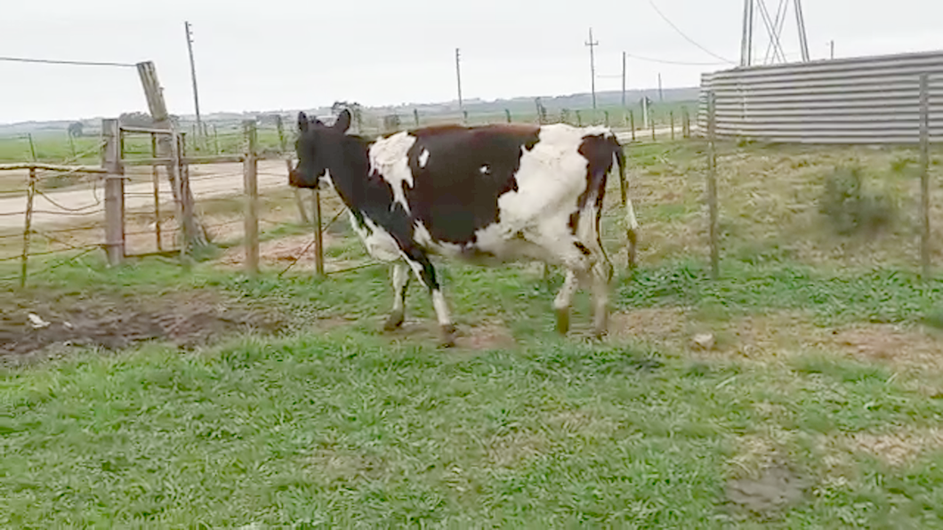 Lote Vacas de Invernada HOLANDO a remate en PANTALLA CAMY 550kg - , San José
