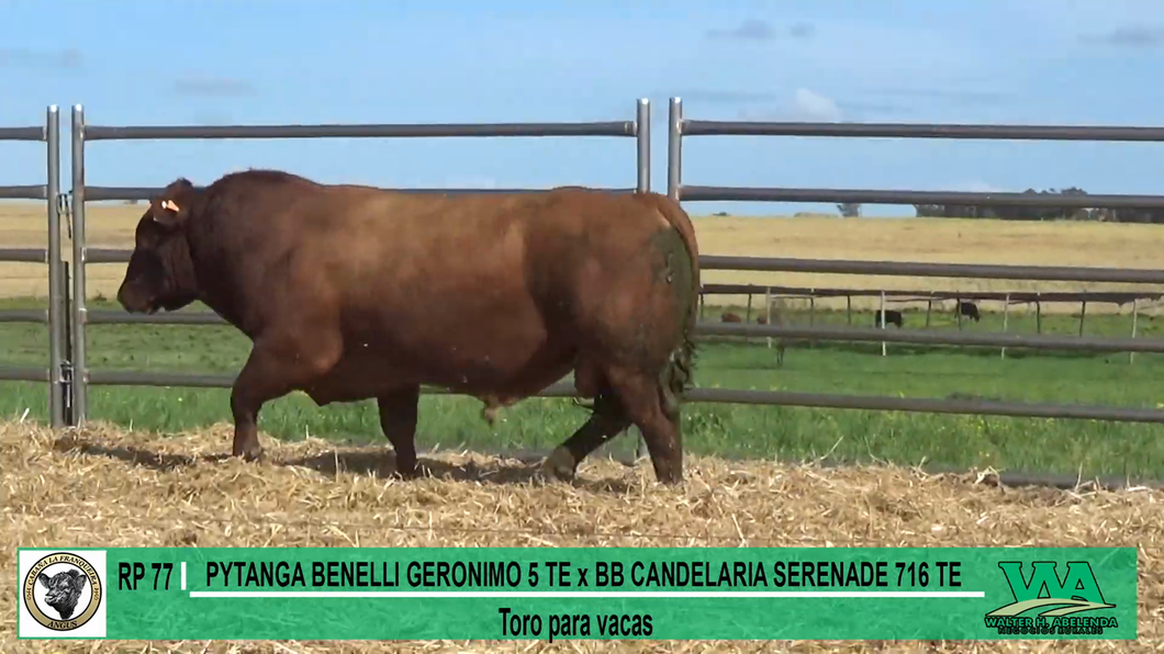 Lote Toros a remate en Cabaña La Franqueira, Florida