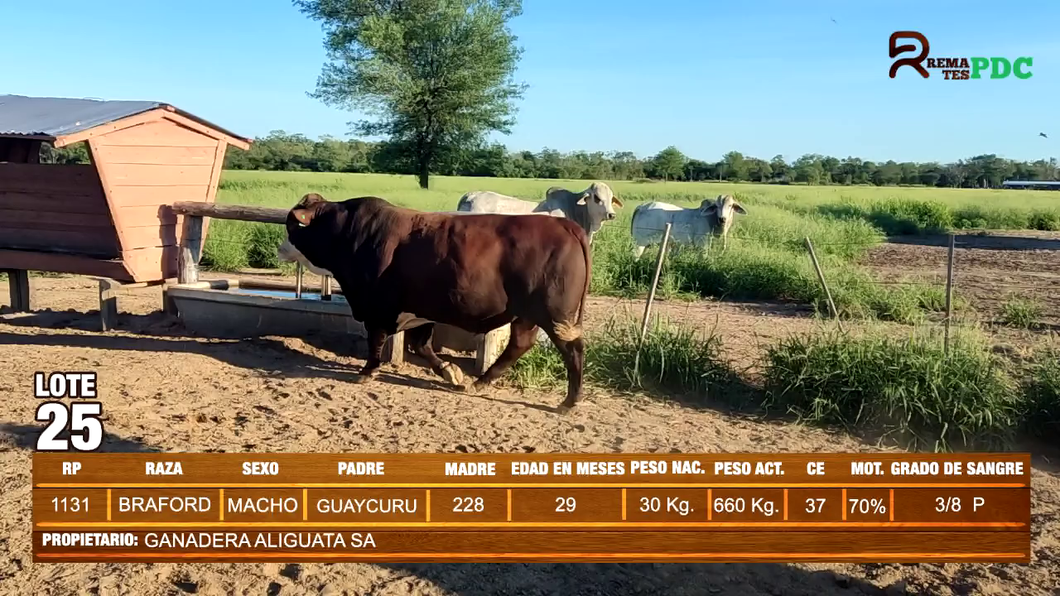 Lote TORO BRAFORD - GANADERA ALIGUATA SA