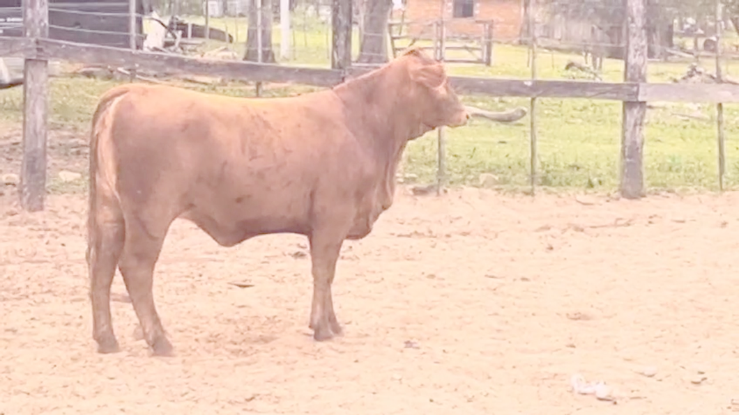 Lote Vaquillas Brangus a remate en Pantalla El Plantelaso 313kg -  en Cnel. Oviedo