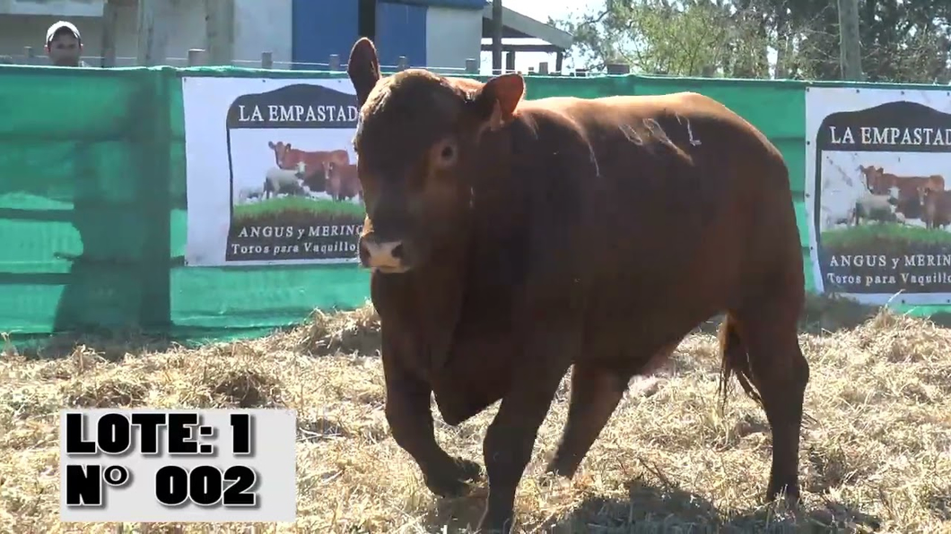 Lote 3 Toros a remate en Toros para Vaquillonas - La Empastada, Durazno