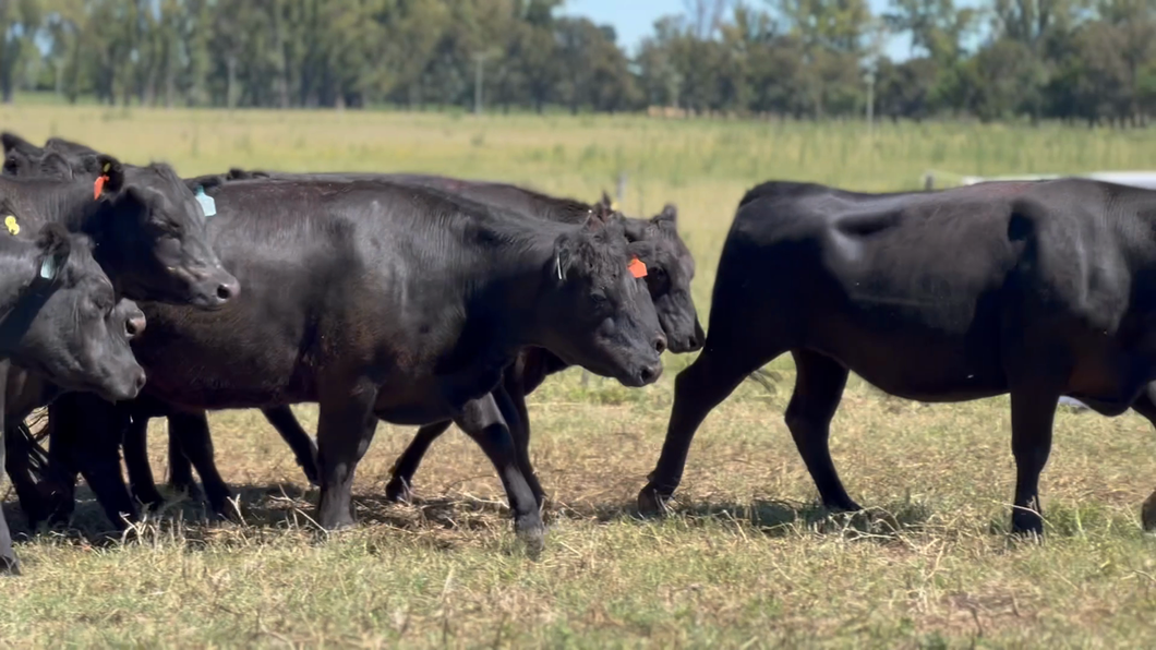 Lote 10 Vaquillonas C/ gtia de preñez en Lincoln