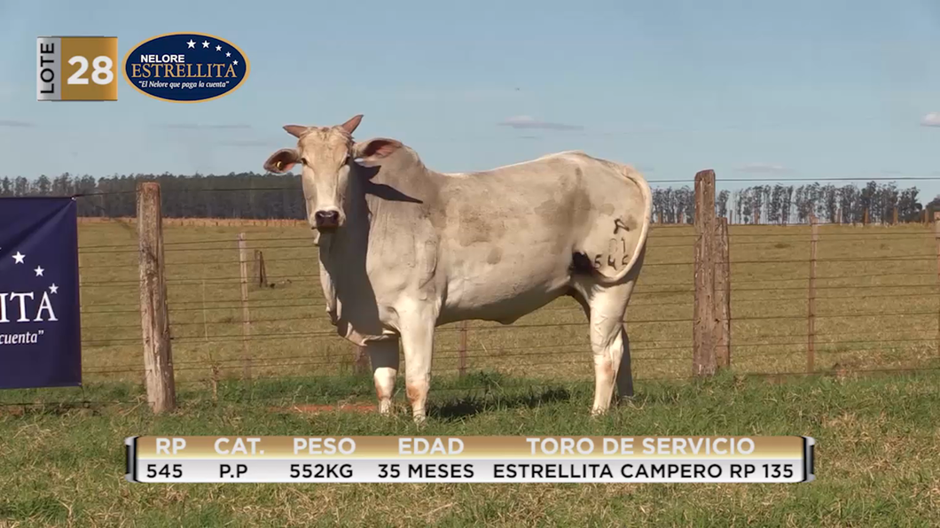Lote LOTE 28