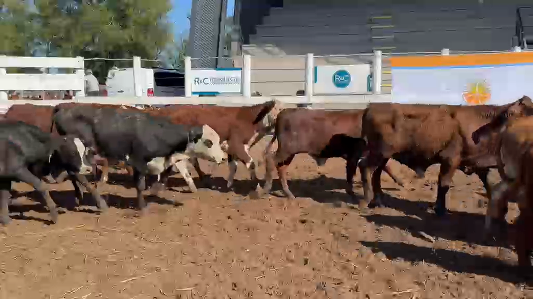 Lote 90 Terneros en Corrientes, Bella Vista