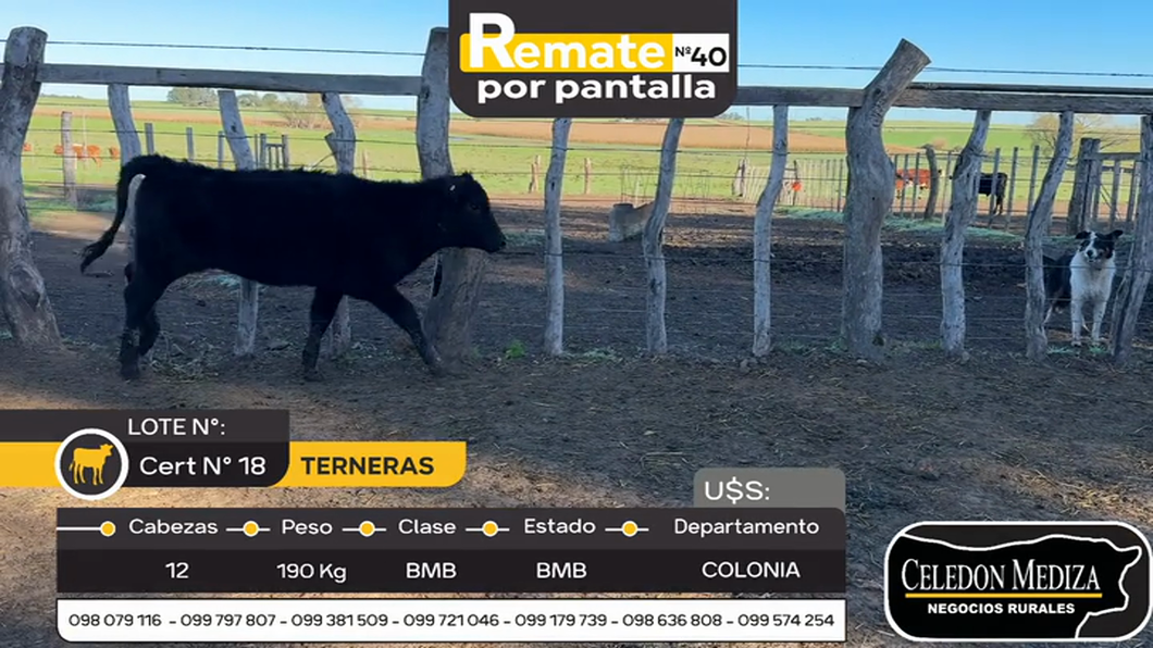 Lote 12 Terneras en La Horqueta, Colonia