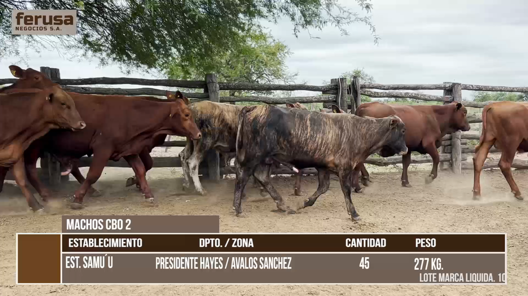 Lote LOTE 8