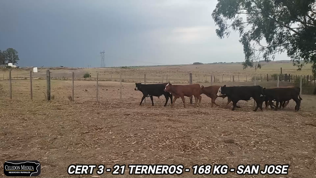 Lote 21 Terneros en San Gregorio, San José