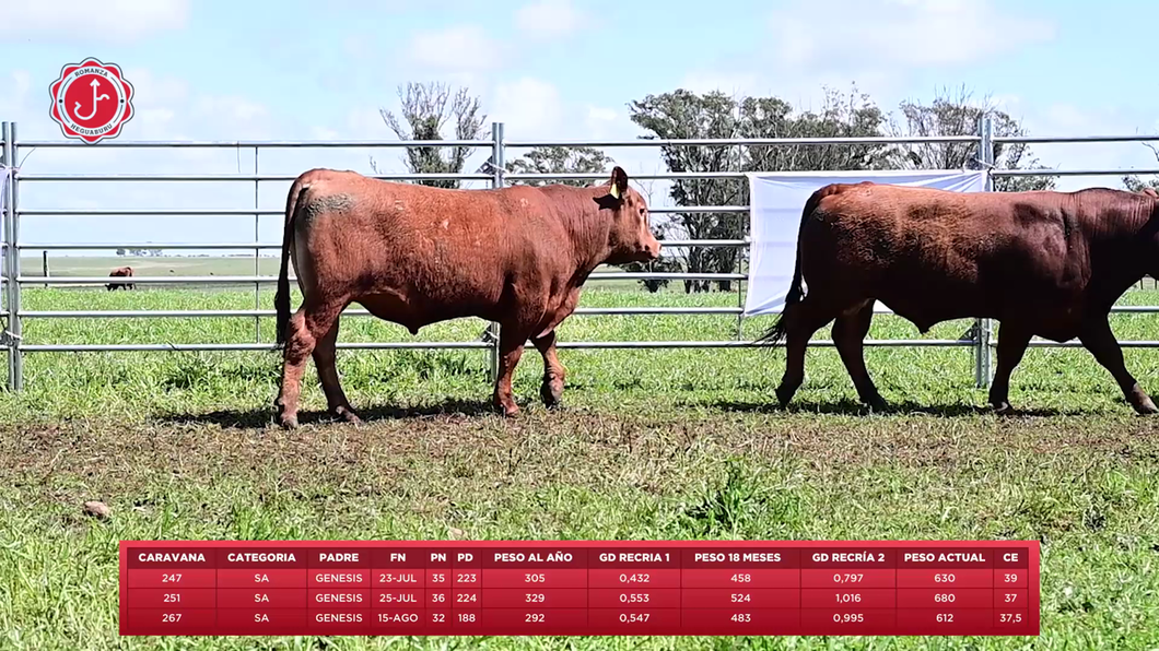 Lote 3 Toros a remate en 8º Remate Anual - Estancia Romanza, Tacuarembó