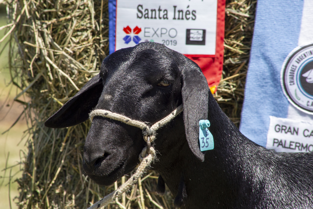 Lote SANTA INES P.P.