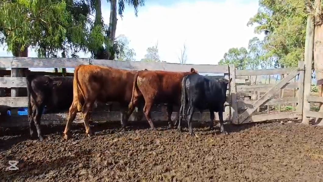 Lote TERNEROS
