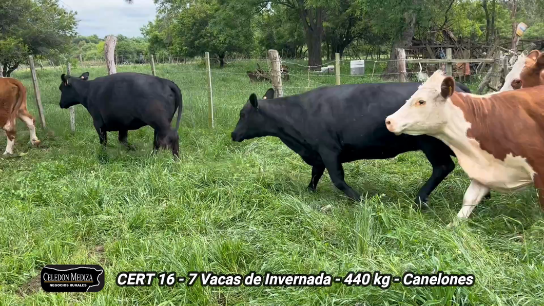 Lote 7 Vaca en Olmos, Canelones