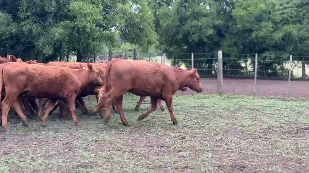 Lote 62 Vaquillonas