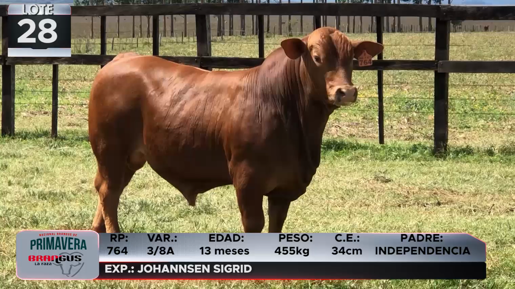 Lote LOTE 28