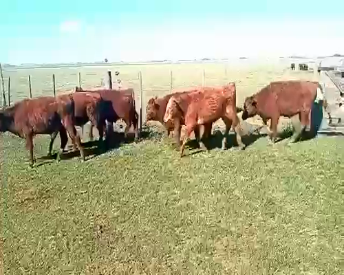 Lote 19 Terneros en Pueblo Italiano, Córdoba