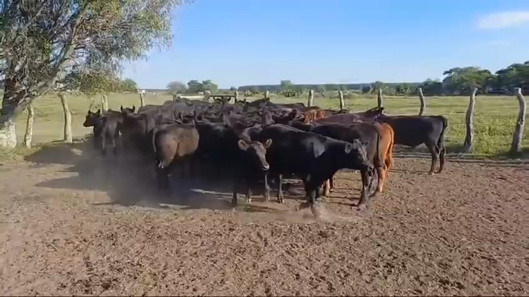 Lote 65 Terneros en Concordia, Entre Ríos