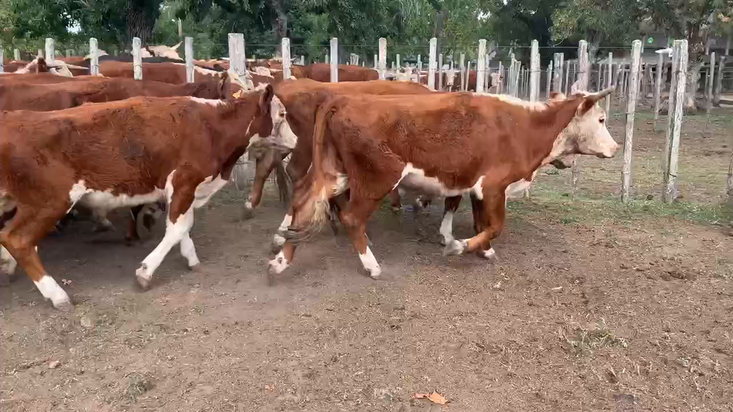 Lote 40 Novillos 2 a 3 años en Melo, Cerro Largo