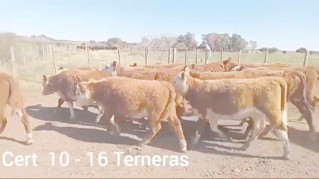 Lote TERNERAS