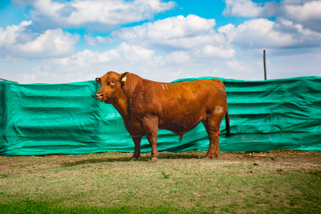 Lote Toros