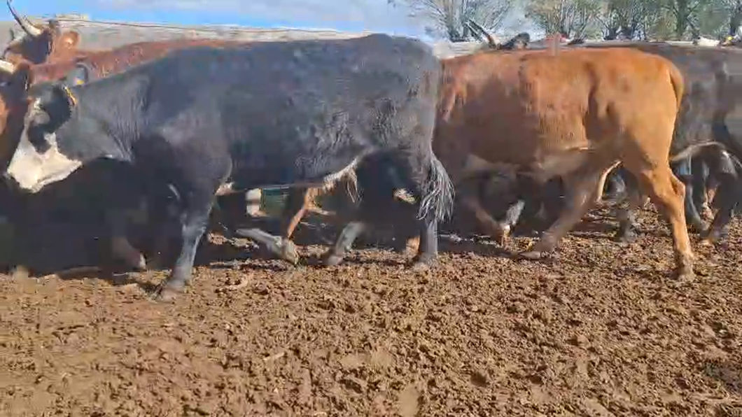 Lote NOVILLOS 2 A 3