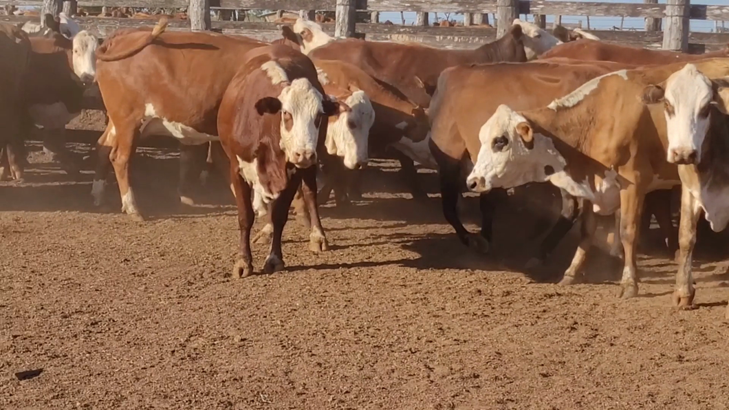 Lote 43 Vacas Preñadas en CORONEL OVIEDO, Caaguazú