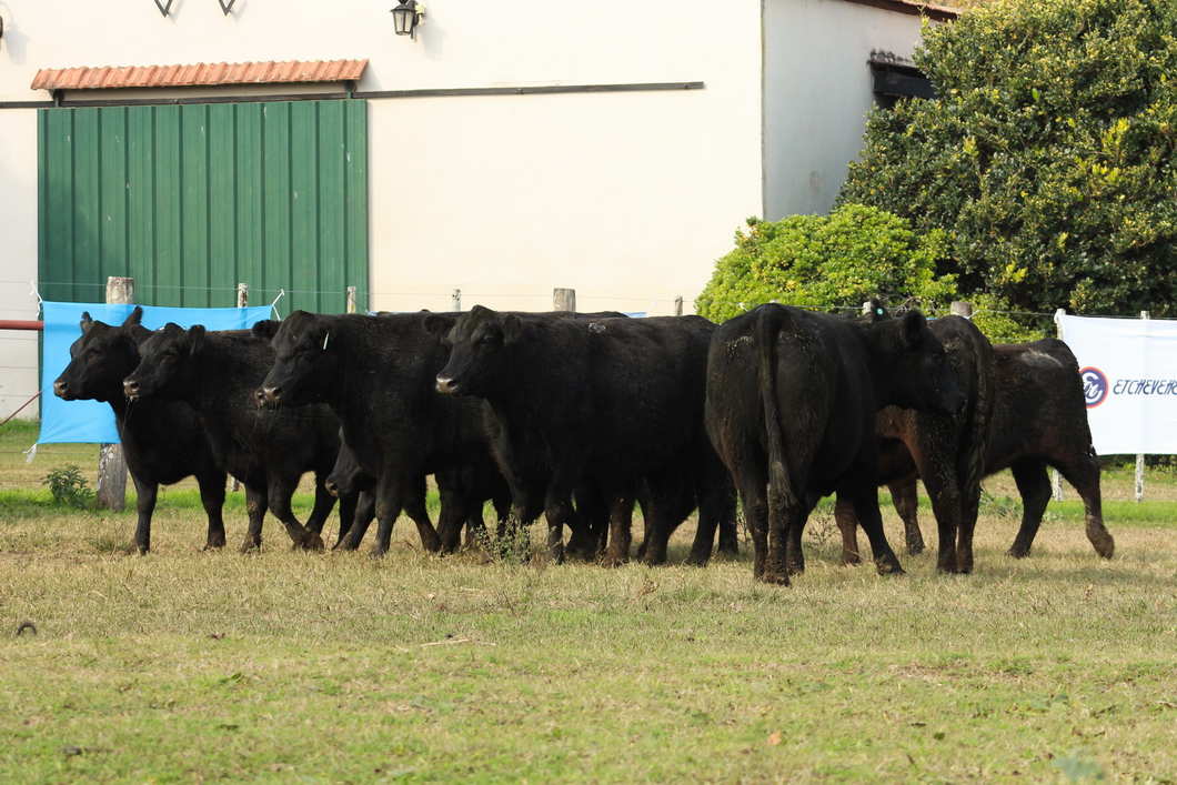 Lote CABAÑA “COEMBOTÁ” de Calderón: 10 VAQUILLAS MAS PREÑADAS