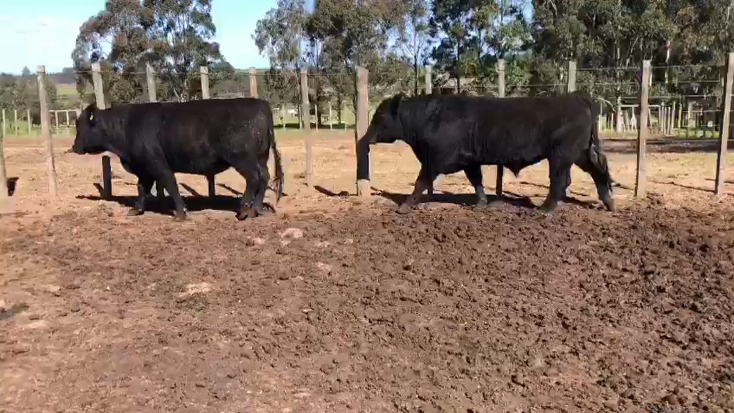 Lote 2 Toros AA a remate en Aniversario 115 Años - Camy 500kg -  en Coronilla