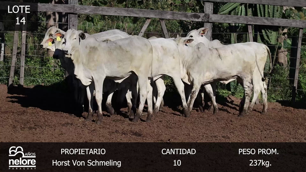 Lote LOTE 14