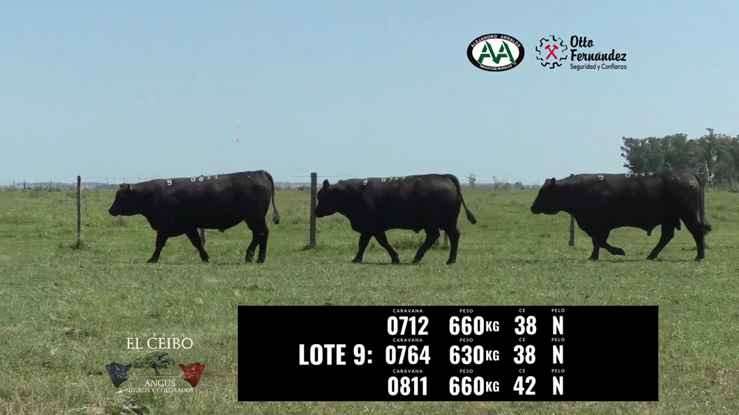 Lote 3 Toros a remate en El Ceibo - Angus, Artigas