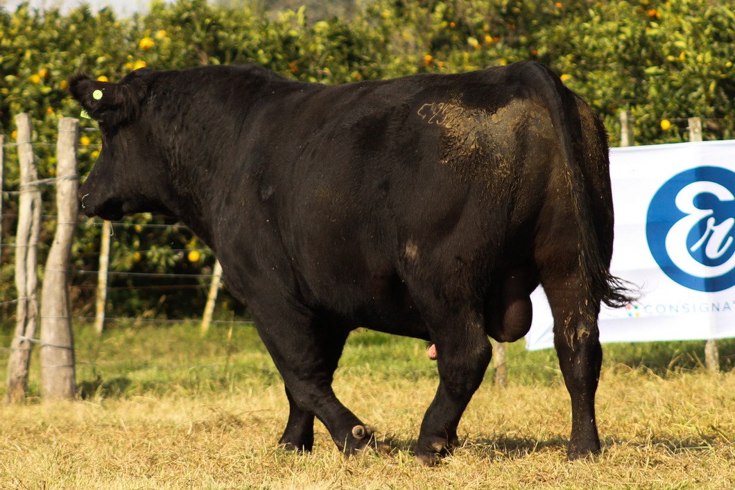 Lote CABAÑA COEMBOTÁ: RP 252