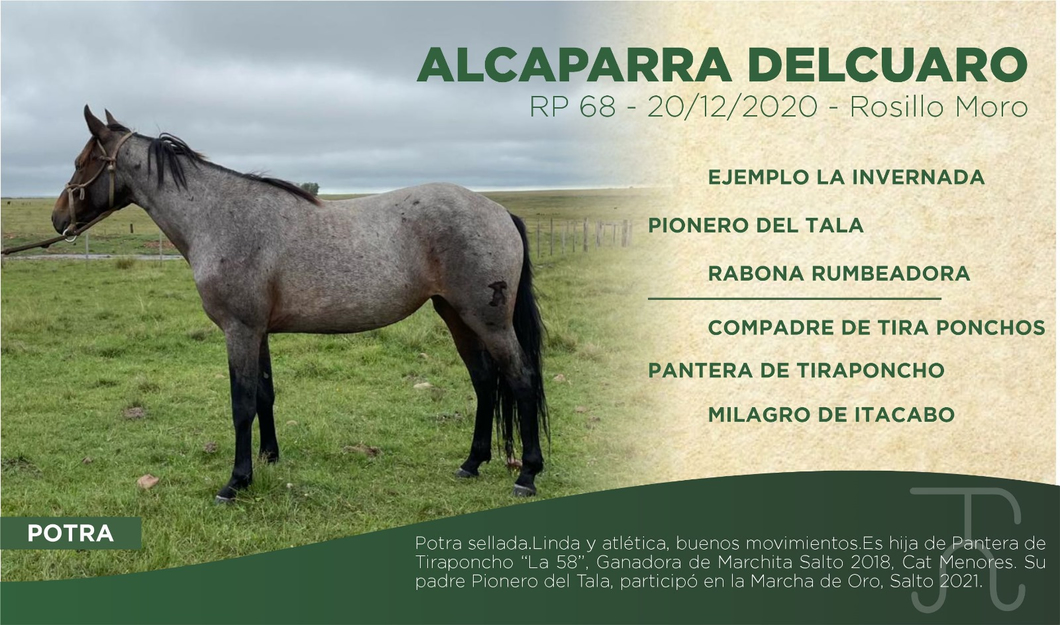 Lote ALCAPARRA DELCUARO