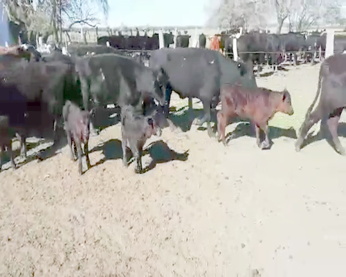 Lote 20 Vacas nuevas C/ cria en Villaguay, Entre Ríos