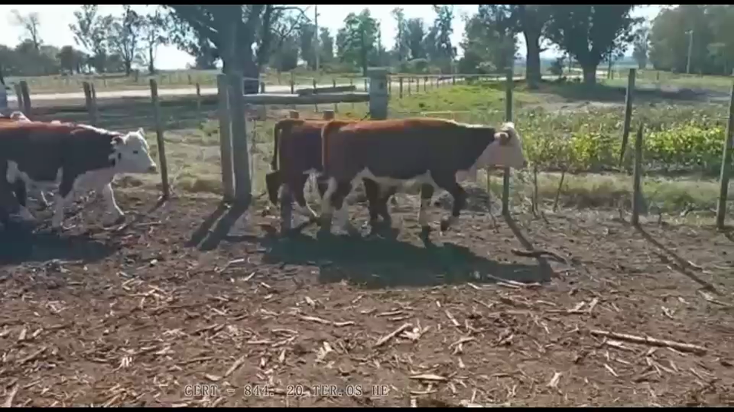 Lote TERNEROS