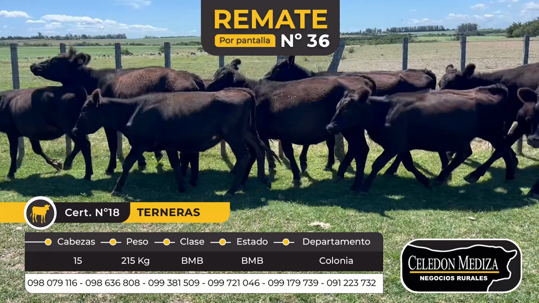 Lote 15 Terneras en Otra Localidad, Colonia