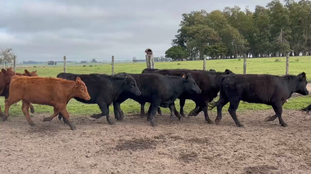 Lote 135 Terneras en Paraná Florida