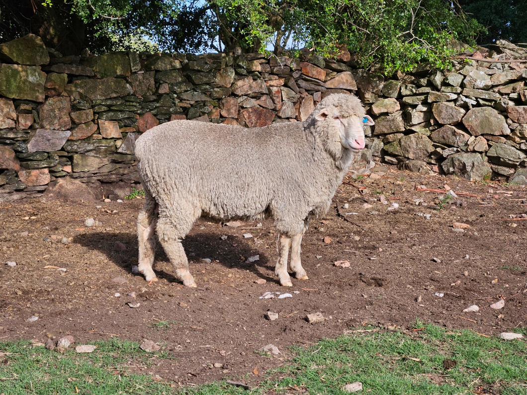 Lote (Vendido)Carneros a remate en Subasta Online - Nambi Guasu, Lavalleja