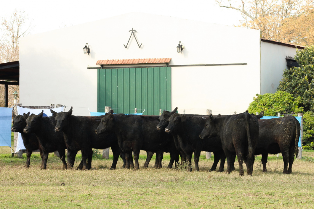 Lote CABAÑA “COEMBOTÁ” de Calderón: 10 VAQUILLAS MAS PREÑADAS