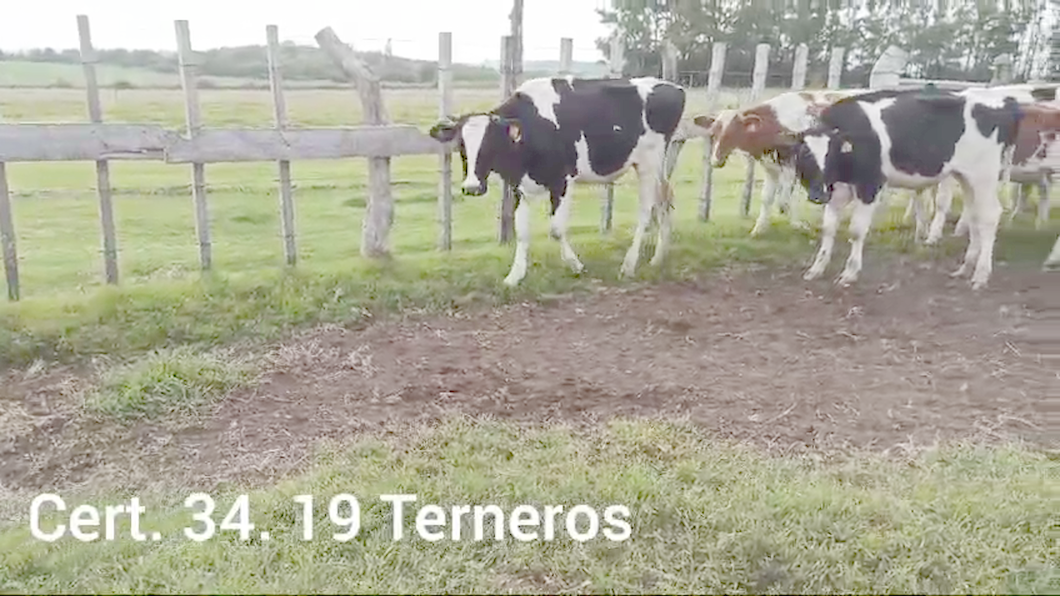 Lote TERNEROS