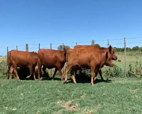 Lote 32 Vaquillonas en Gualeguay, Entre Ríos