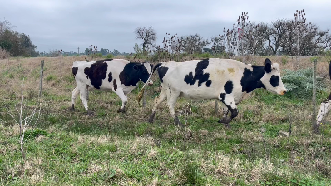 Lote VACAS DE INVERNADA