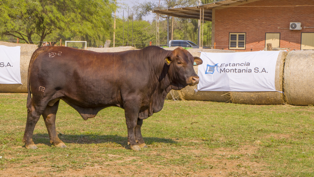 Lote Toros