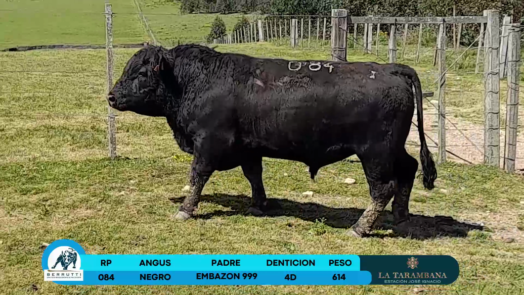 Lote Toros Angus a remate en Los Clase A 614kg - , Rocha