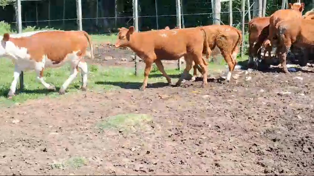 Lote 15 Terneras Hereford Angus y Cruzas a remate en Pantalla Camy en Colonia America