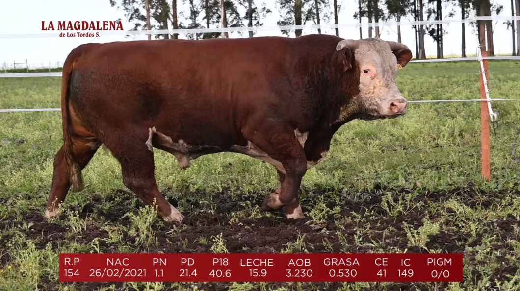 Lote Brete 16 - Hereford