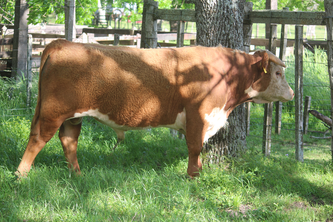 Lote PEDIGREE DE 2 AÑOS